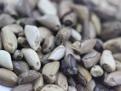 墨西哥玉米草種子